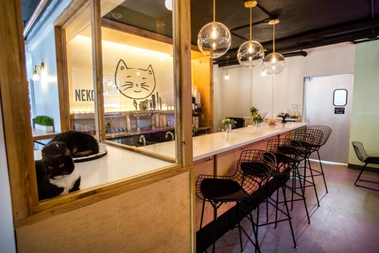 Pratt Neko Cat Cafe 031 768x512
